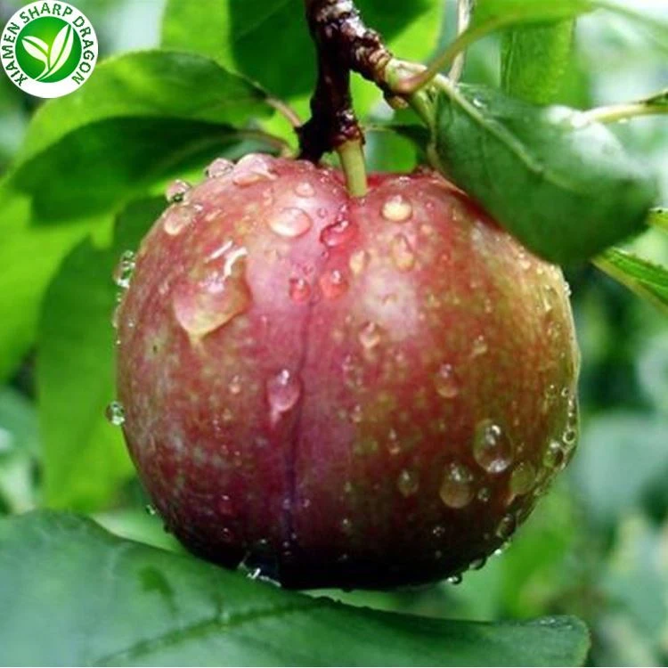 Red plum fruit tree