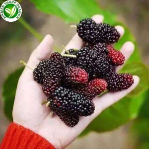 میرے قریب شہتوت کا پھل
