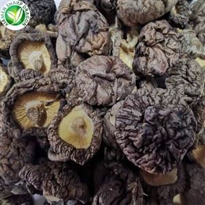 مشروم خشک