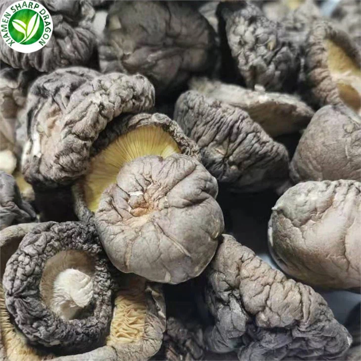 Dried Mushrooms For Sale